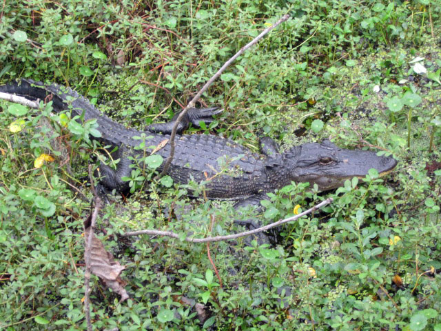A juvenile gator watches us closely at Jean Lafitte National Historical Park and Preserve in Louisiana. 